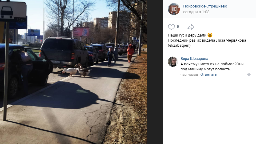 Три весёлых гуся повадились гулять по Покровскому-Стрешневу