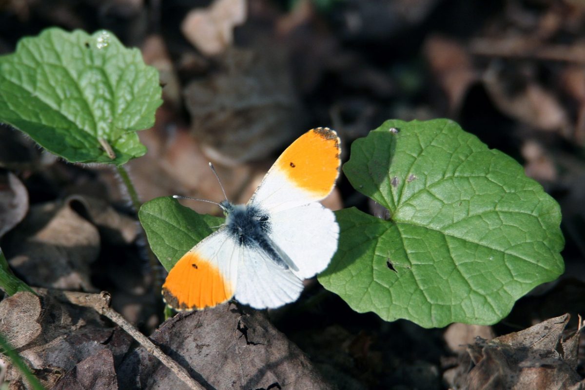 Бабочки волгоградской области фото и названия